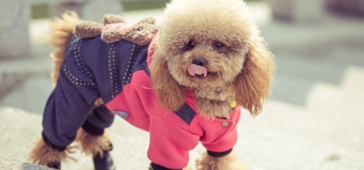 Pet shop online: vesti il tuo cane con stile